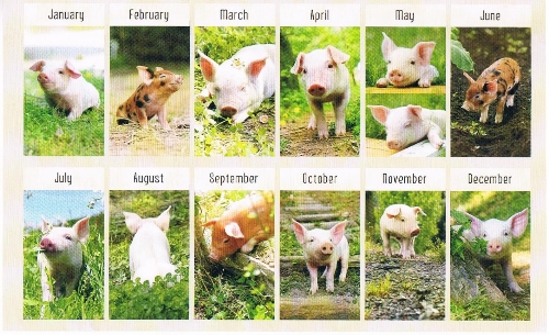 2021 卓上カレンダー LUCKY PIG